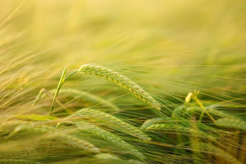 Vertical Crop Cultivation