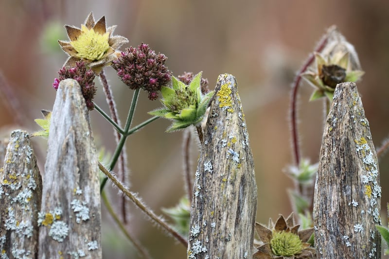 Environmentally-conscious gardening