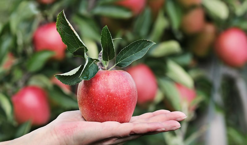 Urban Orchard